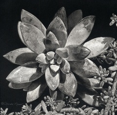 Rhonda Nass - Succulent Divine Drama
