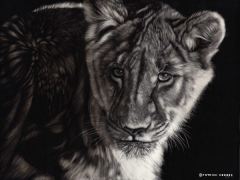 Patrick Hedges - Lion