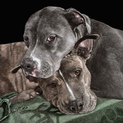 Ann Ranlett - Hudson & Pebbles