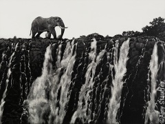 Amy Stauffer - Land of the Giants