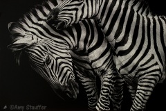 Amy Stauffer - Mixed Signals