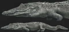 Amrita Krishnan - Ally the Florida Alligator