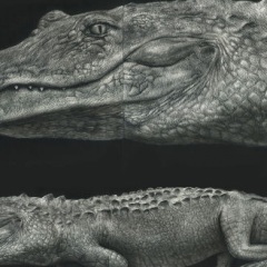 Amrita Krishnan - Ally the Florida Alligator