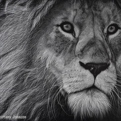 Brittany Johnson - Aslan