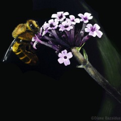 Busy Little Bee - Diana Bazaldua