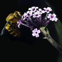 Busy Little Bee - Diana Bazaldua