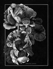 Martha Cannon - Elegance