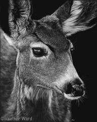 Heather Ward - Doe A Deer