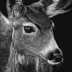 Heather Ward - Doe A Deer