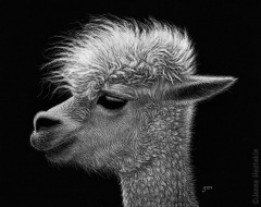 Jenna Hestekin - Alpaca