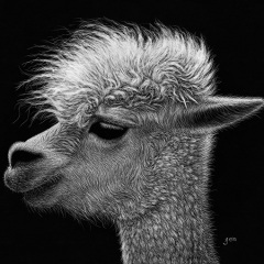 Jenna Hestekin - Alpaca