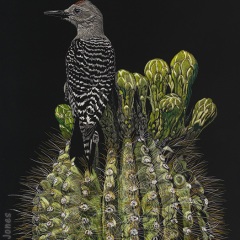 Sonja Jones - Almost in Bloom