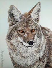 Judy Fairley - Coyote Winters