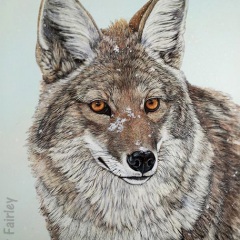 Judy Fairley - Coyote Winters