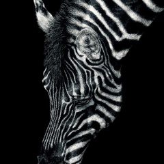 Lonetta Avelar - Grazing Stripes