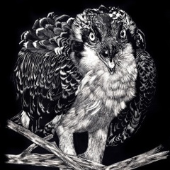 Laura O'Neill - Osprey