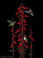 Patrice Plank - Calliopes Three