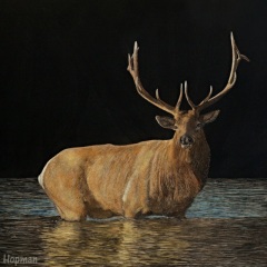 Paul Hopman - Elk, Along the Madison
