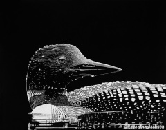 Rose Ann Jackson - Loon