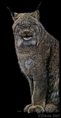 Steven Smit - Furry Paws