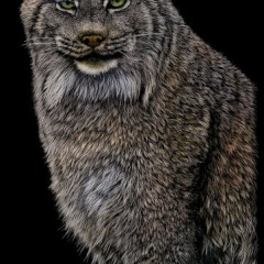 Steven Smit - Furry Paws