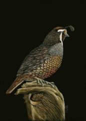 Sue Kroll - Quail