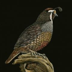 Sue Kroll - Quail