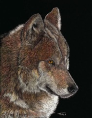 Tina Trites - Red Wolf