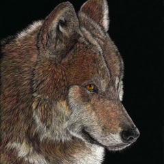 Tina Trites - Red Wolf