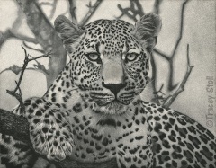 Tracey Stoll - Leopard