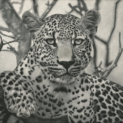 Tracey Stoll - Leopard