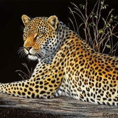 Cynthie Fisher - Golden Gaze